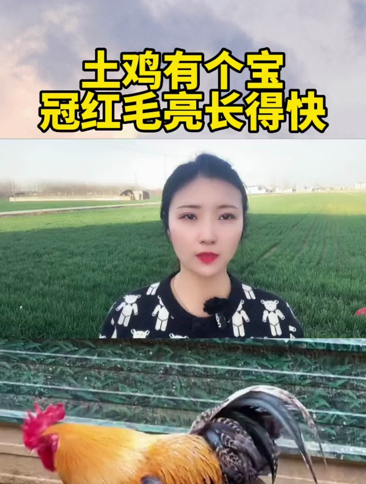 土鸡有个宝,冠红毛亮长得快