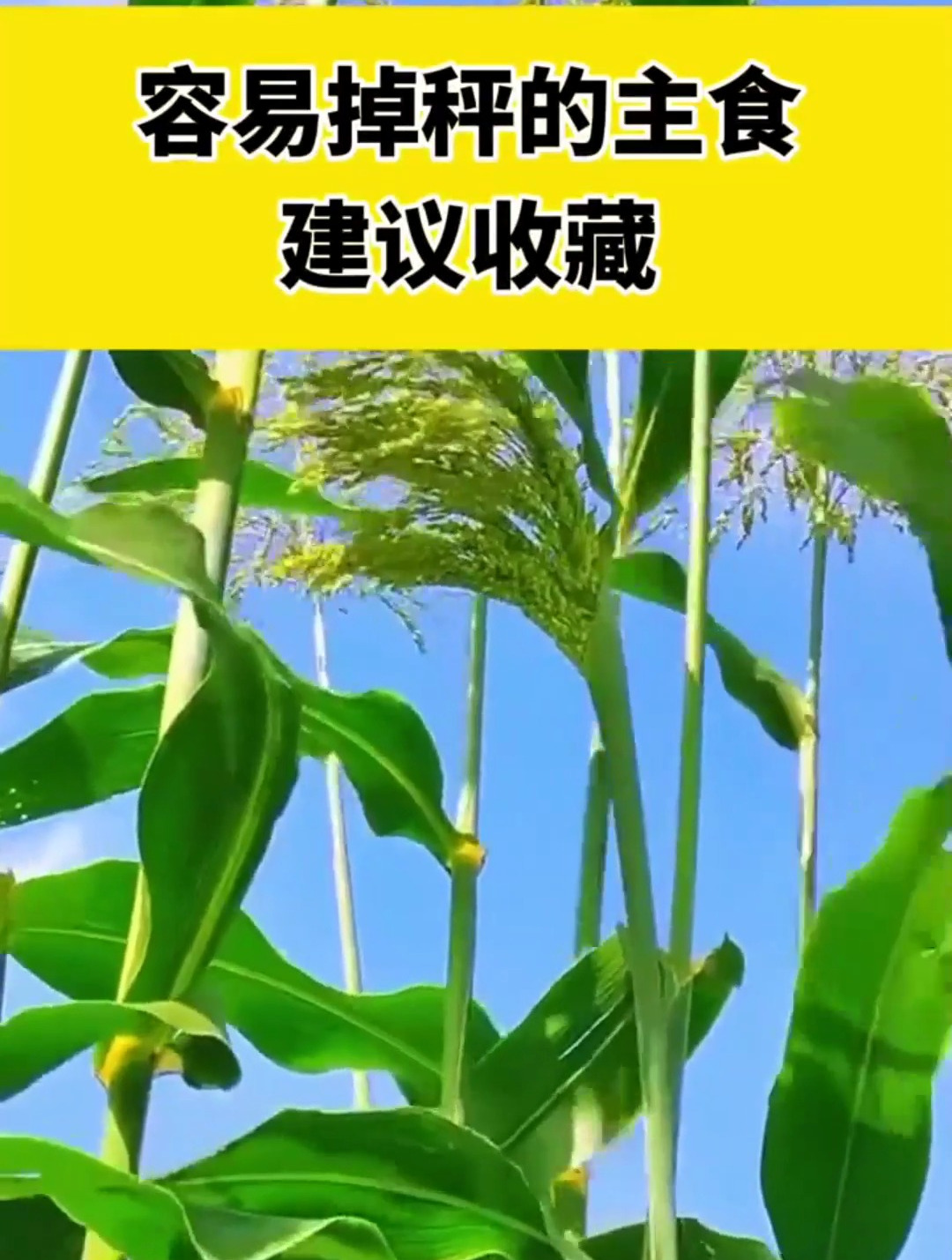 容易掉秤的主食有哪些?