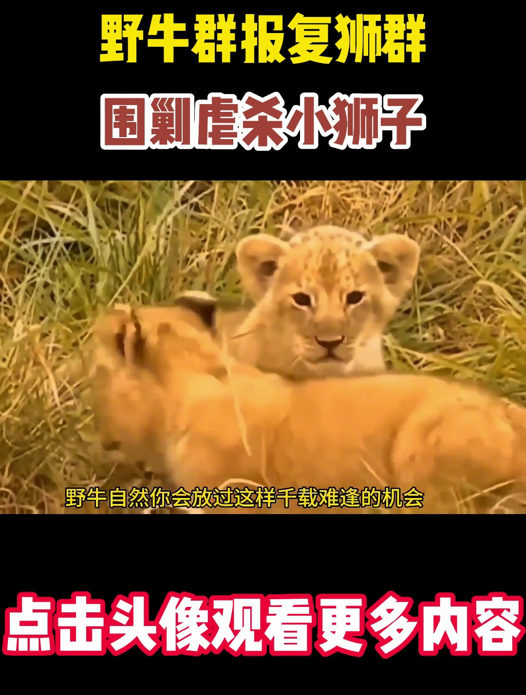 野牛群报复狮群,围剿虐杀小狮子!