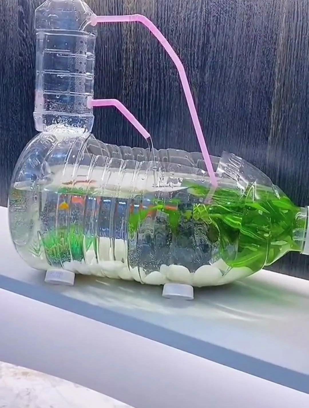 饮料瓶自制循环水小鱼缸