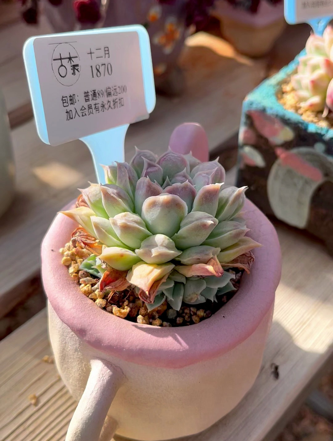 寄养多肉分享,来自桃桃的多肉