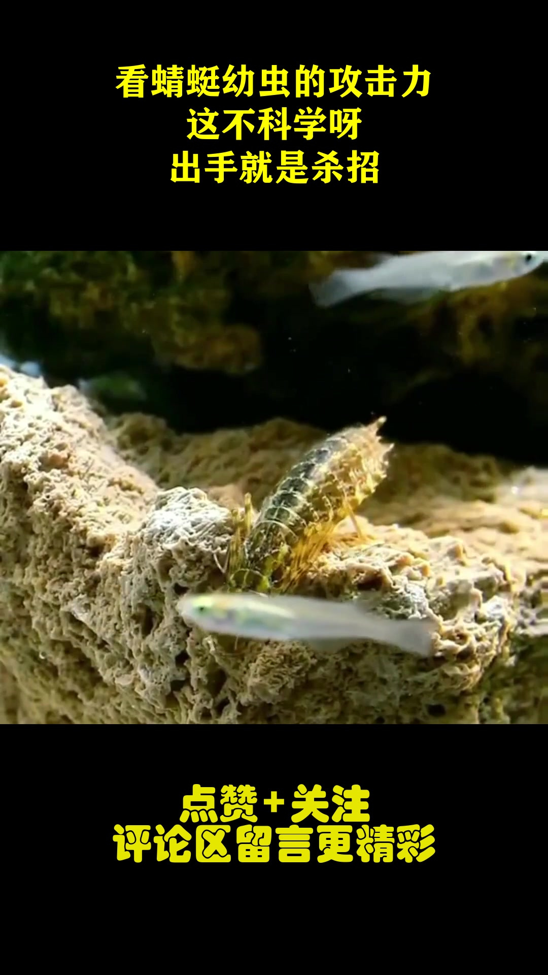 看蜻蜓幼虫的攻击力,这不科学呀!出手就是杀招