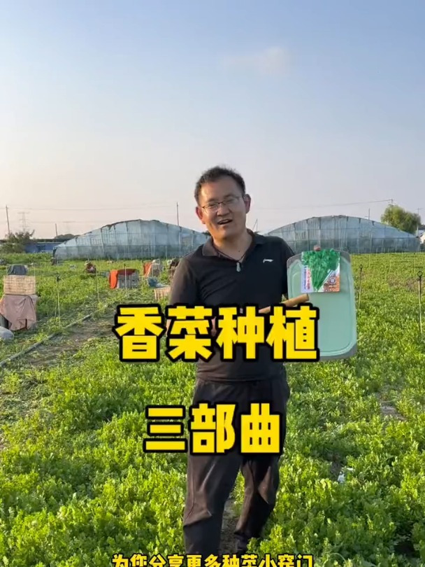 香菜怎么种?香菜种植时间和技巧!