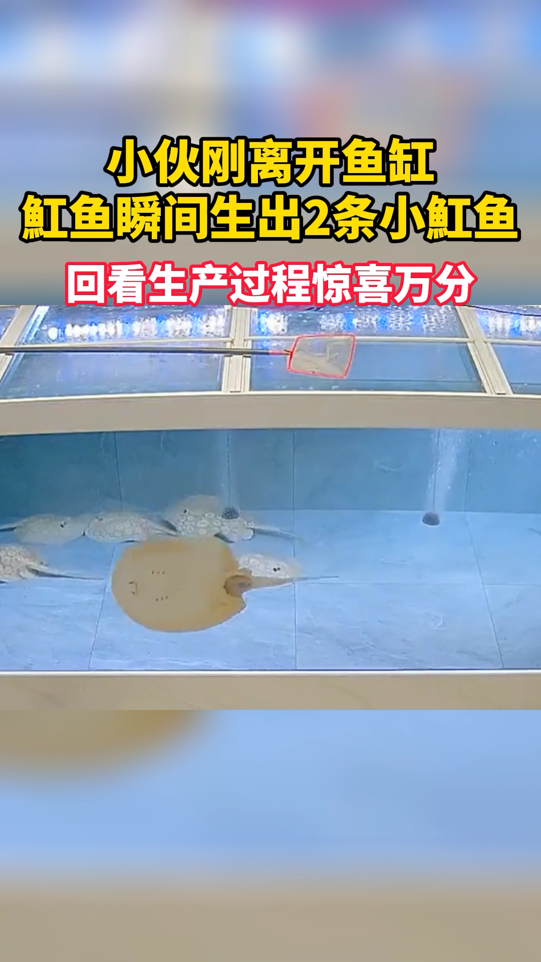 小伙刚离开鱼缸,魟鱼瞬间生出2条小魟鱼,回看生产过程惊喜万分