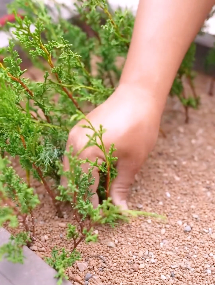 系鱼川真柏可以扦插吗？怎样扦插才能提高成活率？看操作！