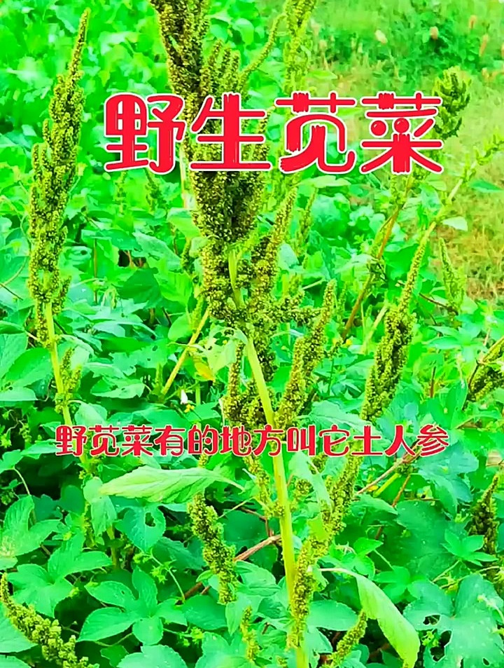 野生苋菜有的地方叫他土人参