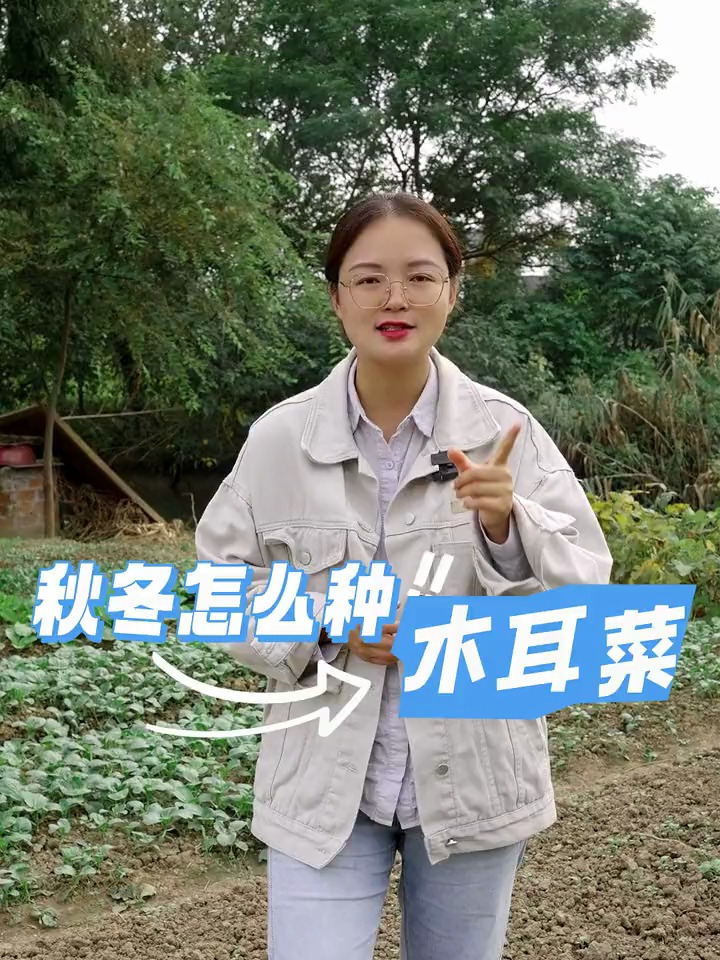 木耳菜什么时候种,到底怎么种,看完你就知道了!