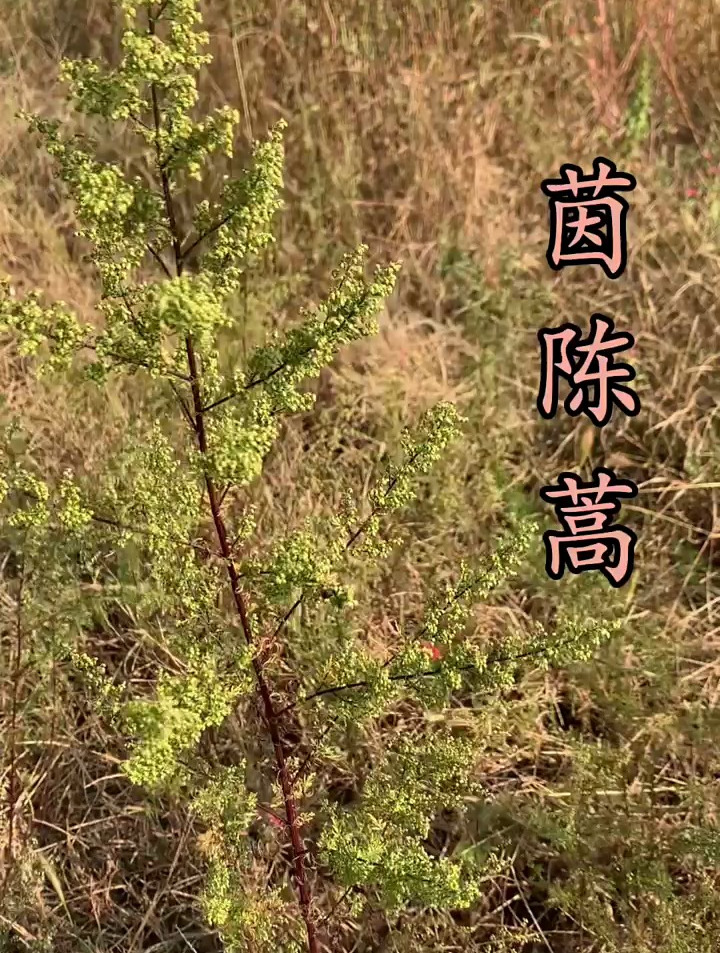 茵陈开花了,也可以作为野菜食用