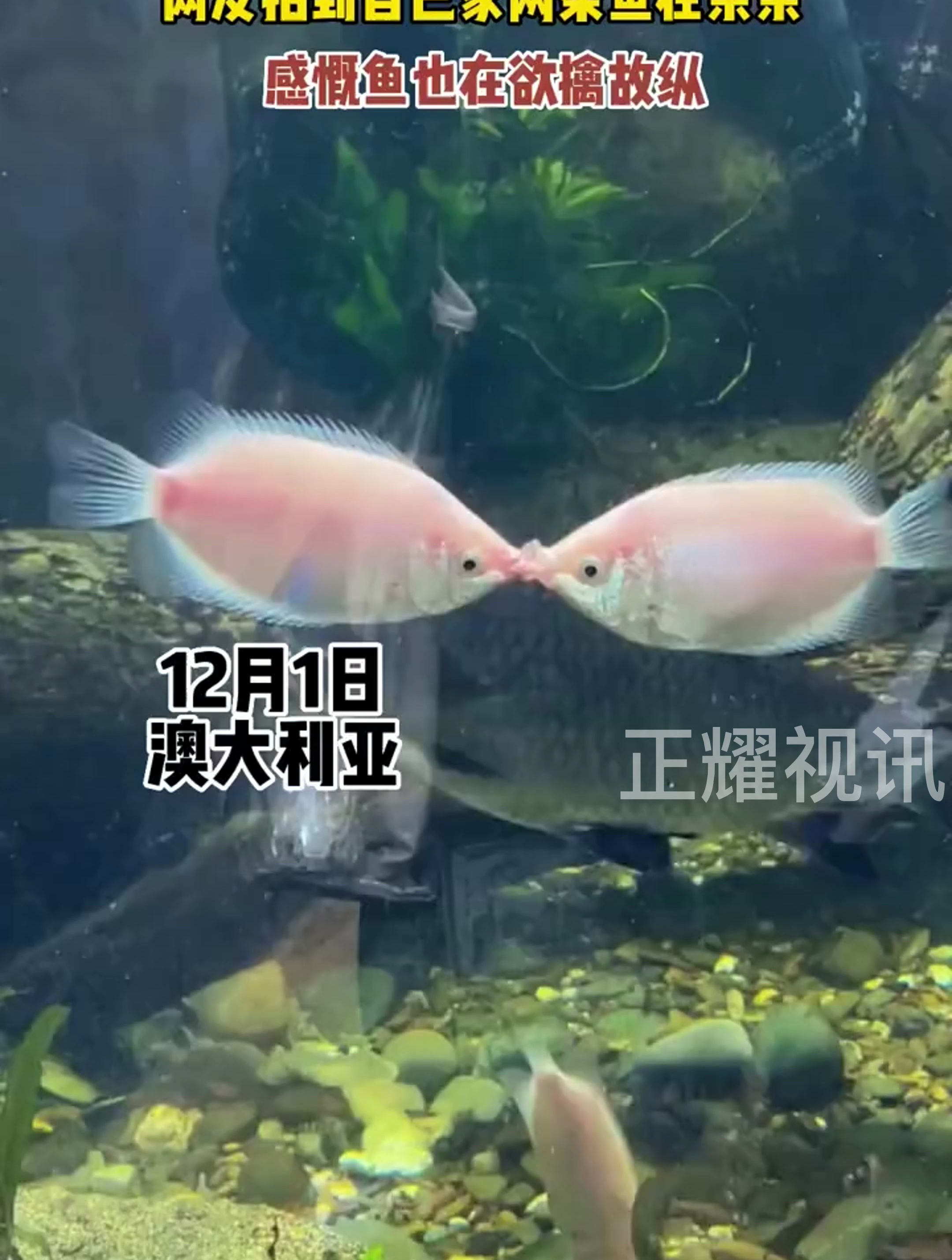 网友拍到自己家两条鱼在亲亲感慨鱼也玩欲擒故纵