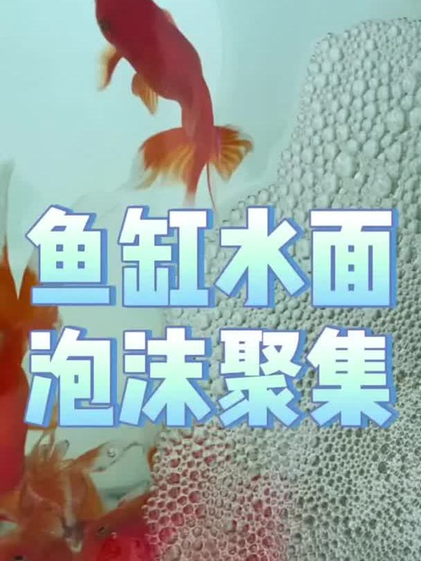 鱼缸水面泡沫聚集,不破裂,消耗不掉怎么办?