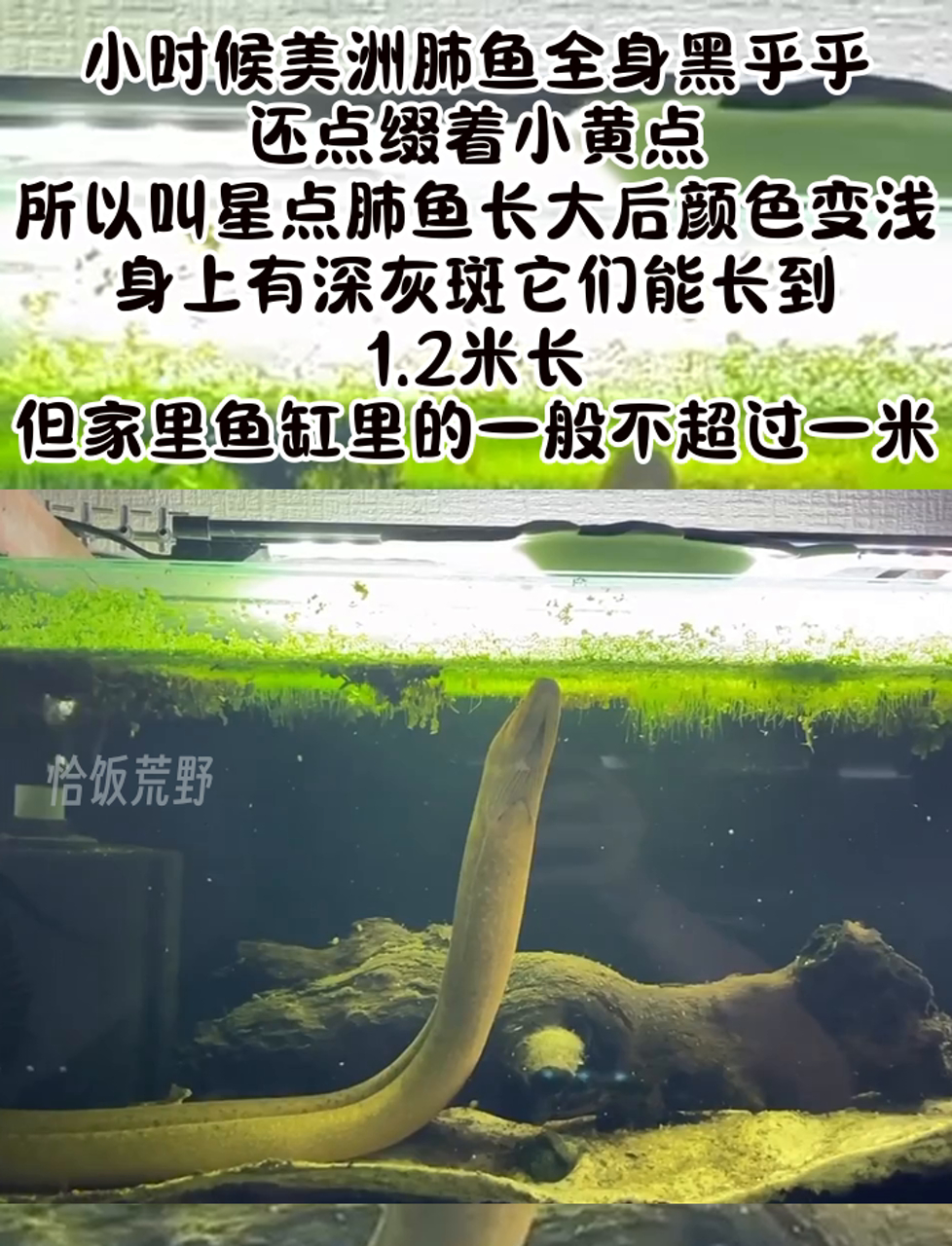 小时候美洲肺鱼全身黑乎乎,还点缀着小黄点,所以叫星点肺鱼长大后颜色变浅,身上有深灰斑它们能