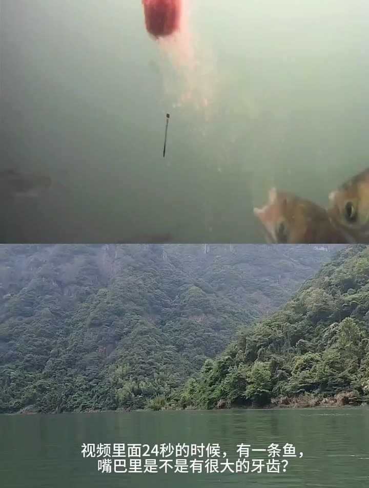 野钓鲢鳙吃口动作分析,上钩饵团中鱼率高还是下钩空钩高?钓鲢鳙