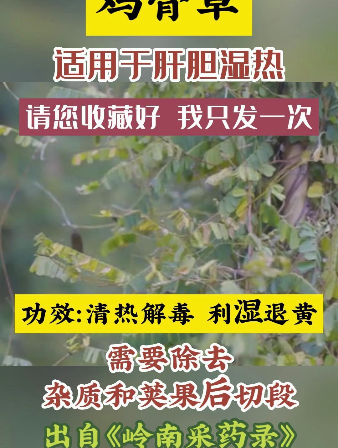 了解中草药之鸡骨草