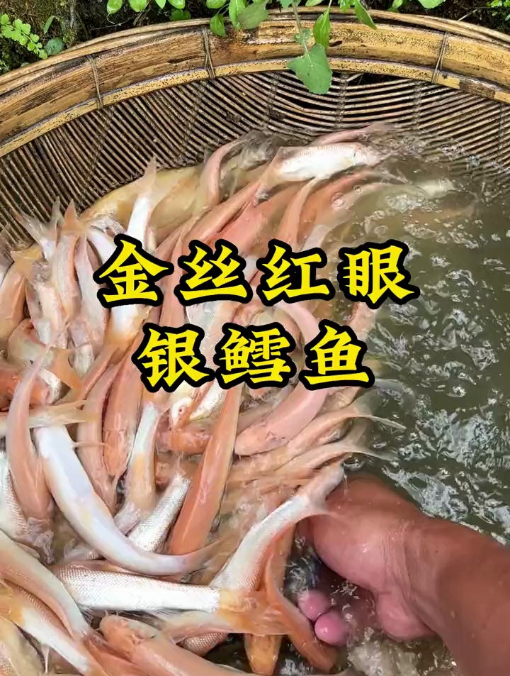 金丝银鳕鱼全身鳞片细腻粉红,养殖可投喂饲料或五谷杂粮类