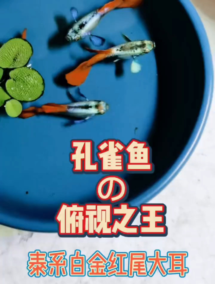 这是什么人间尤物,孔雀鱼中的俯视之王家里有俯视缸的可以考虑养