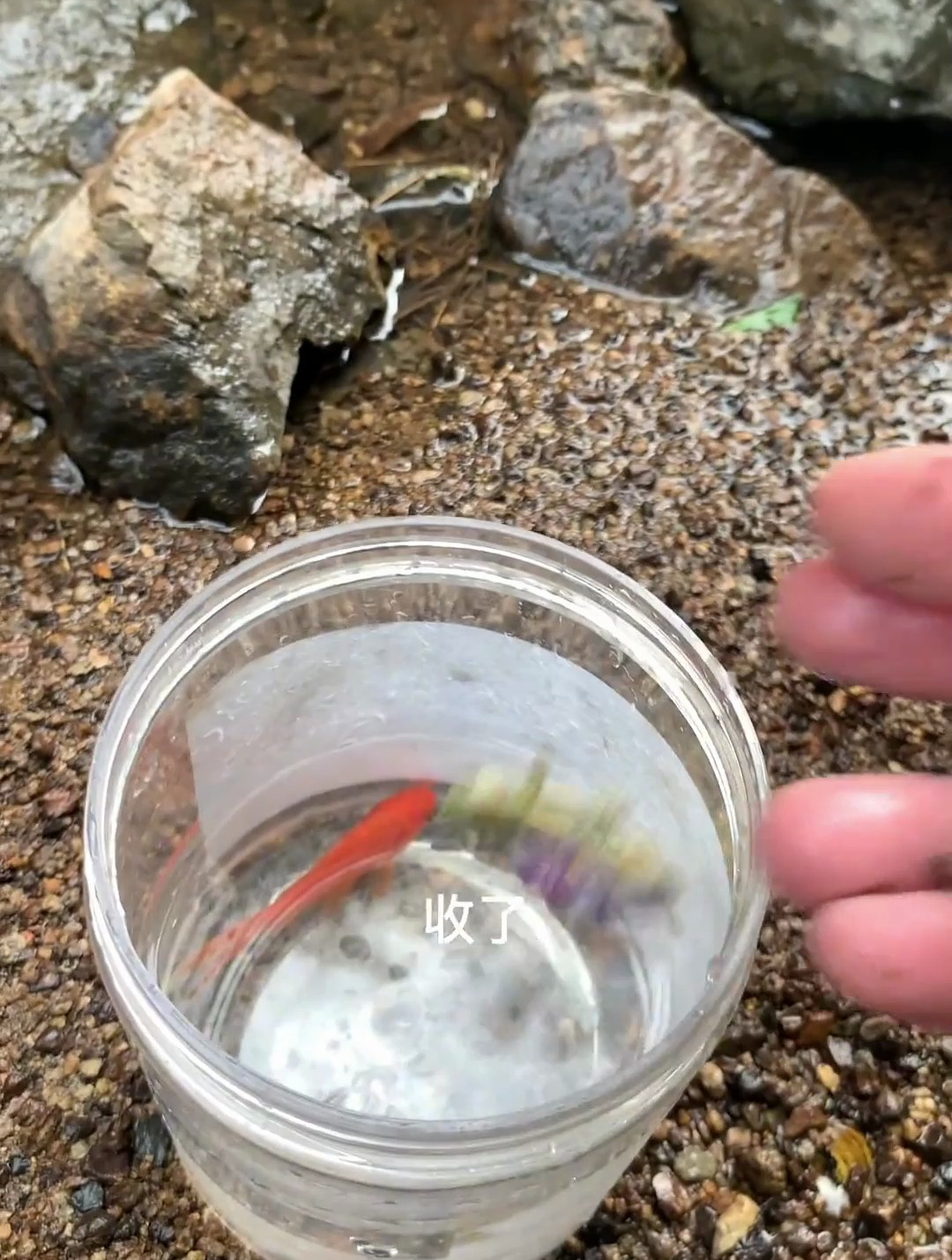 今天捕到了一条小金鱼