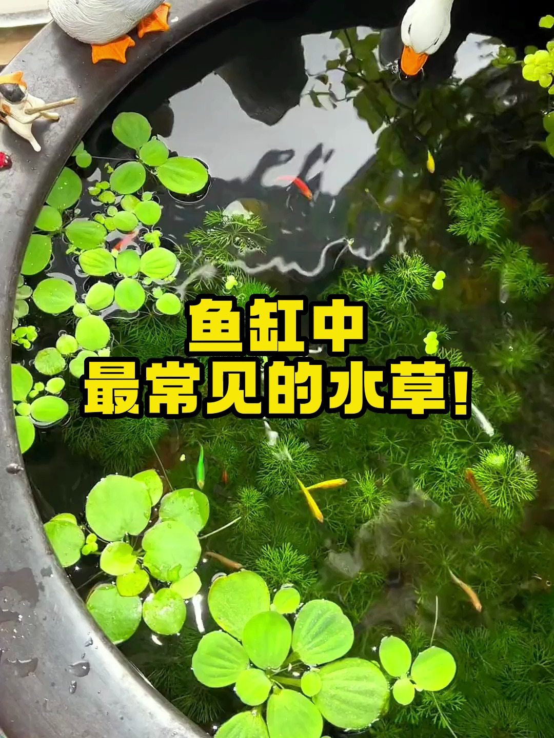 鱼缸最常见的水草是什么?养鱼人一定都认识他!