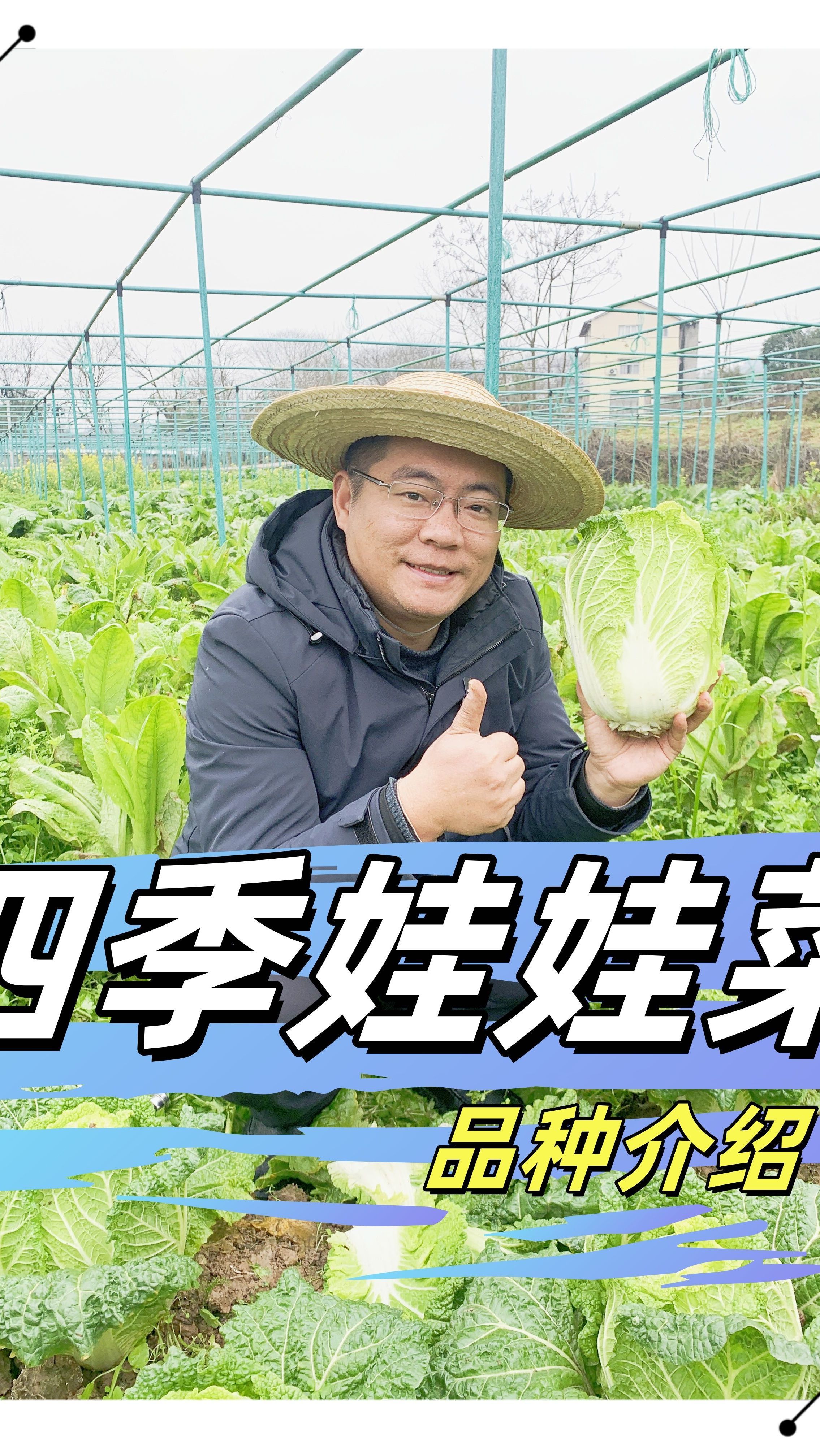 四季娃娃菜品种推荐