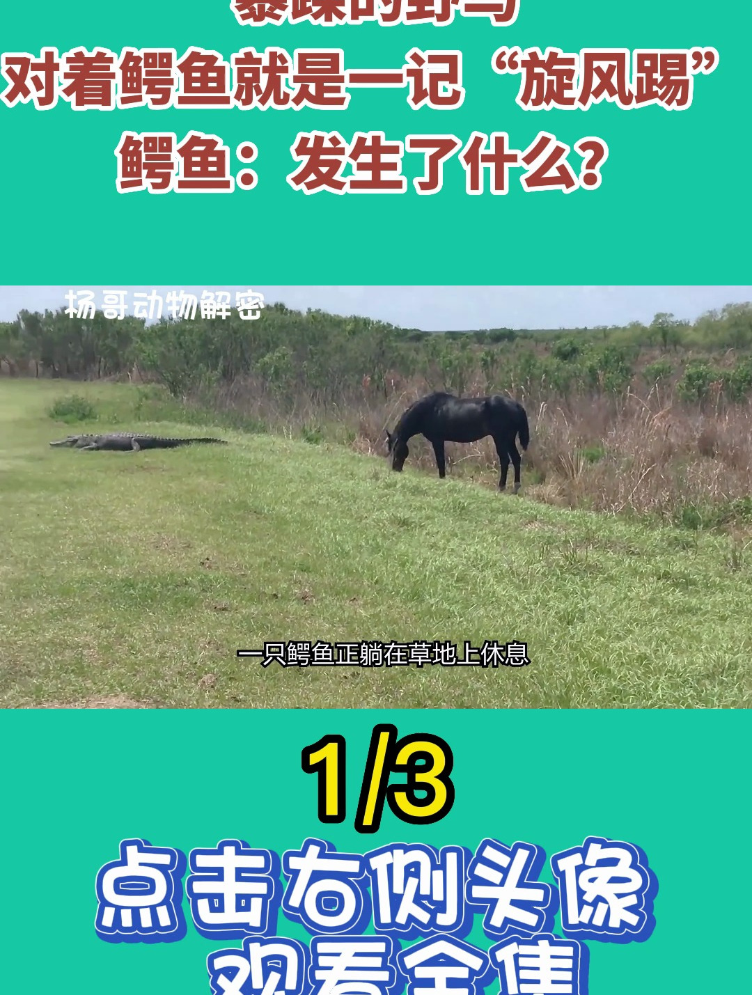 暴躁的野马,对着鳄鱼就是一记“旋风踢”,鳄鱼:发生了什么?1