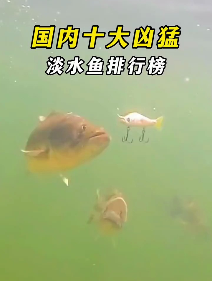 国内凶猛淡水鱼排行榜,你都钓到过哪些?
