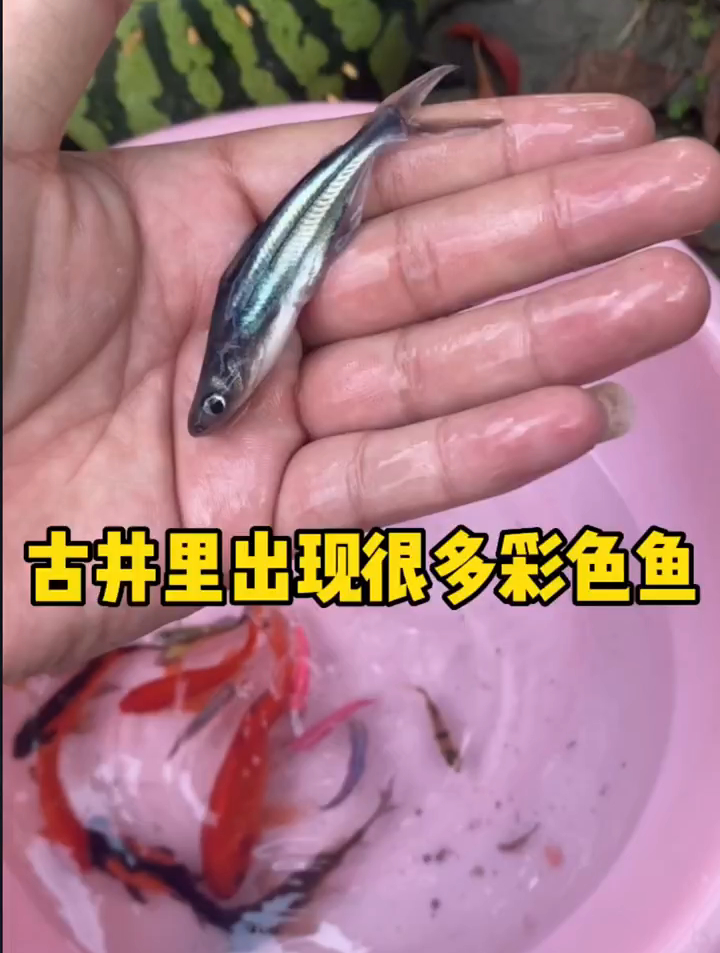 古井里出现很多彩色鱼