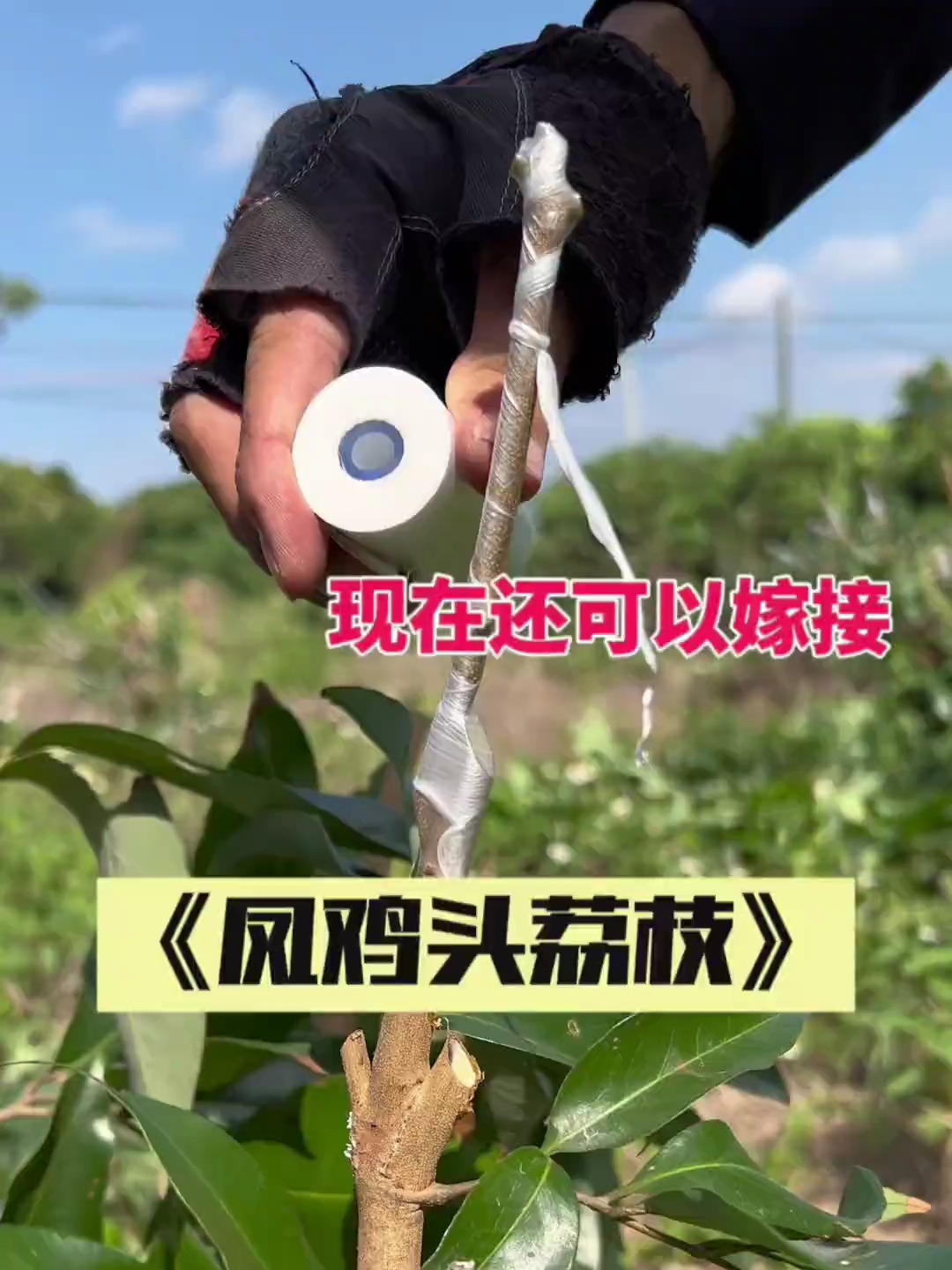 今天继续嫁接荔枝,品种是凤鸡头荔枝