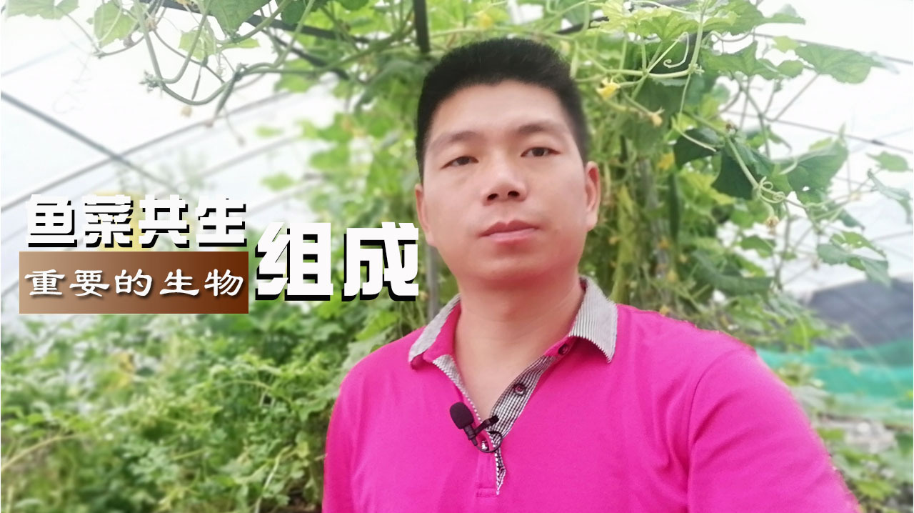 鱼菜系统重要生物组成,包含鱼植物细菌,它们是如何协作工作的?