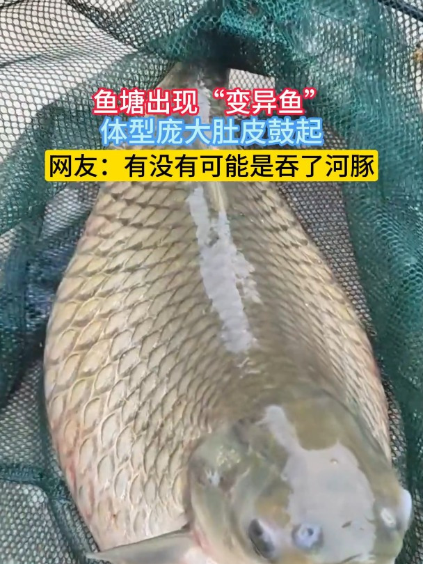 鱼塘出现“变异鱼”,体型庞大肚皮鼓起