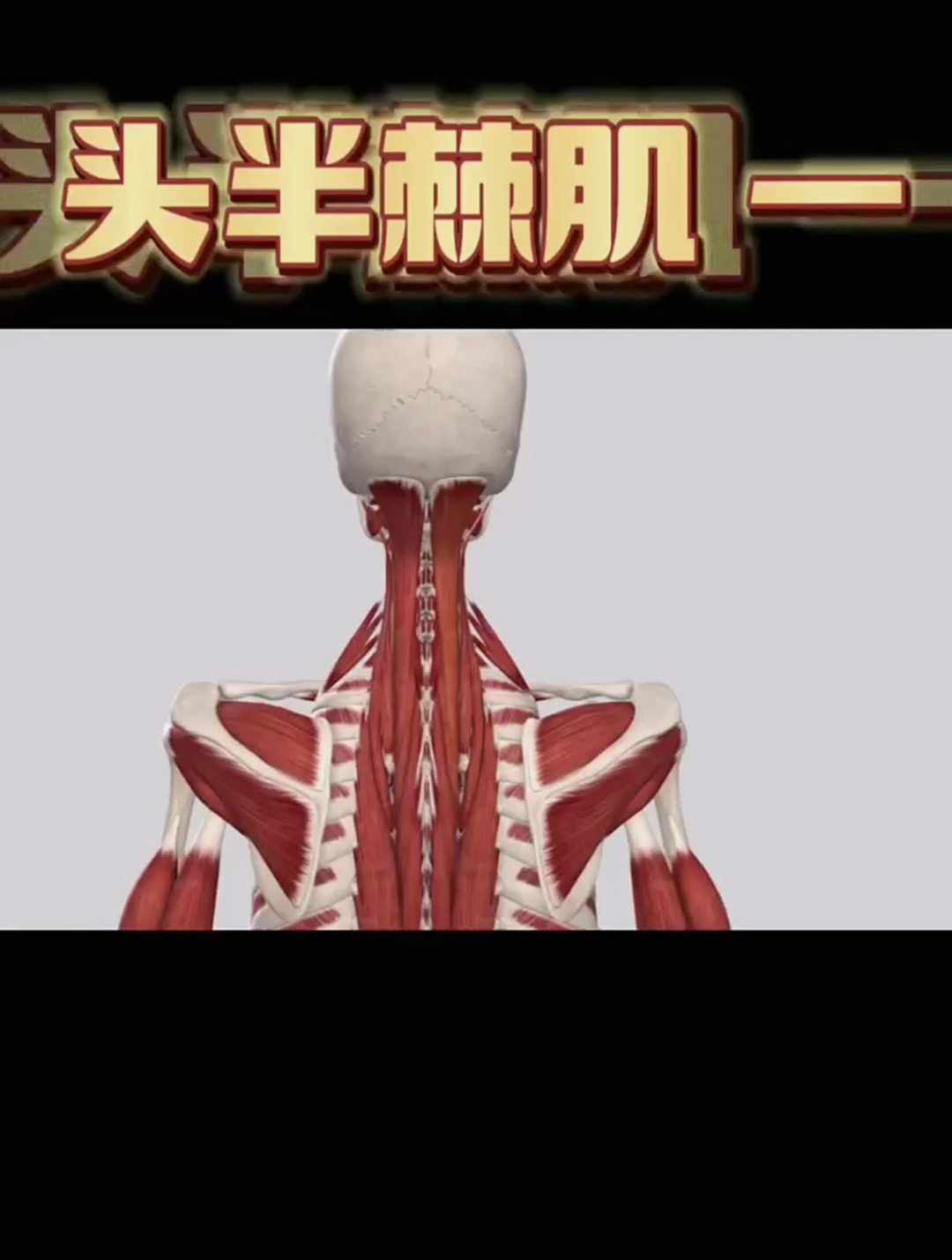 头半棘肌——一块容易被忽视的肌肉