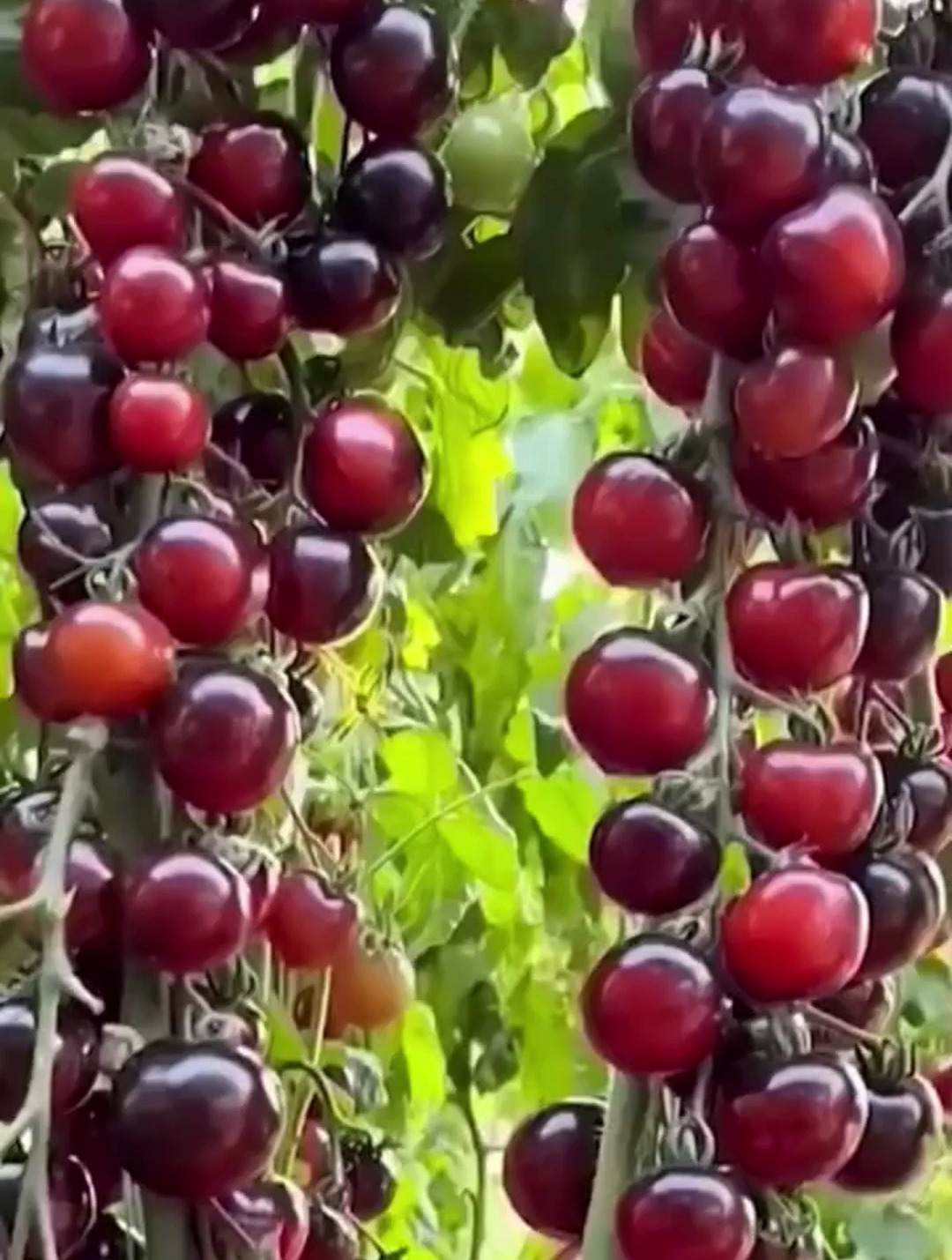 黑色小番茄种子,盆栽四季小西红柿,阳台小院均可种植