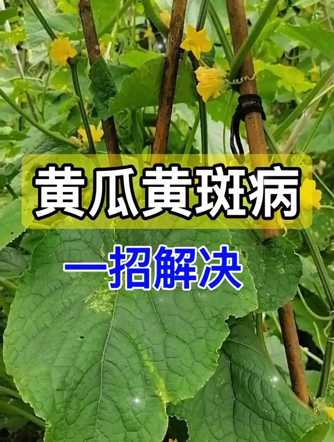 老菜农有效解决黄瓜黄斑病,只需一招,配方竟是这几个常见物品?