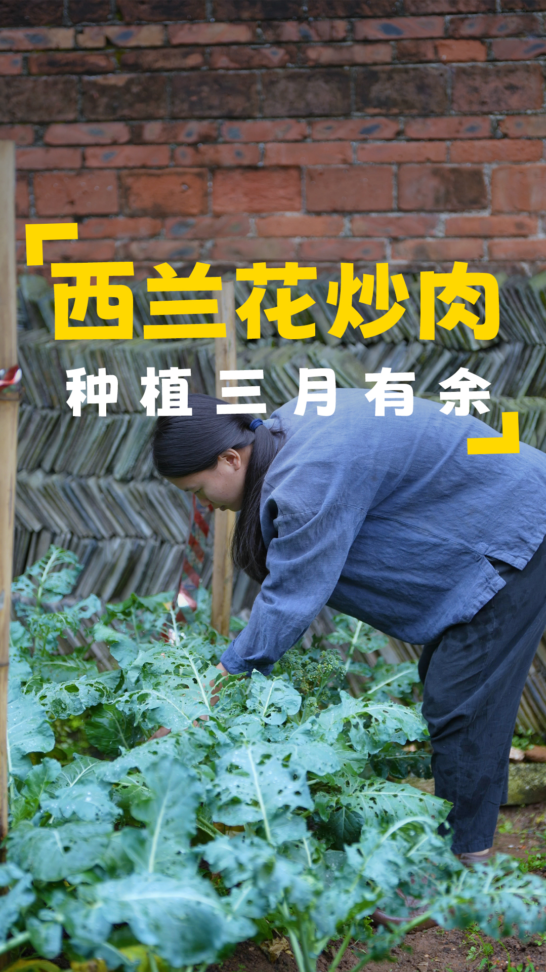 从冬天到春天,种了三个月的西兰花和花菜长成了,摘回来炒肉香