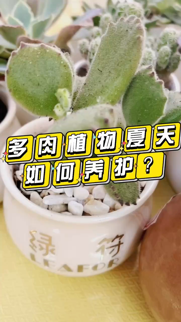 绿符LEAFOR | 多肉植物夏天如何养护?