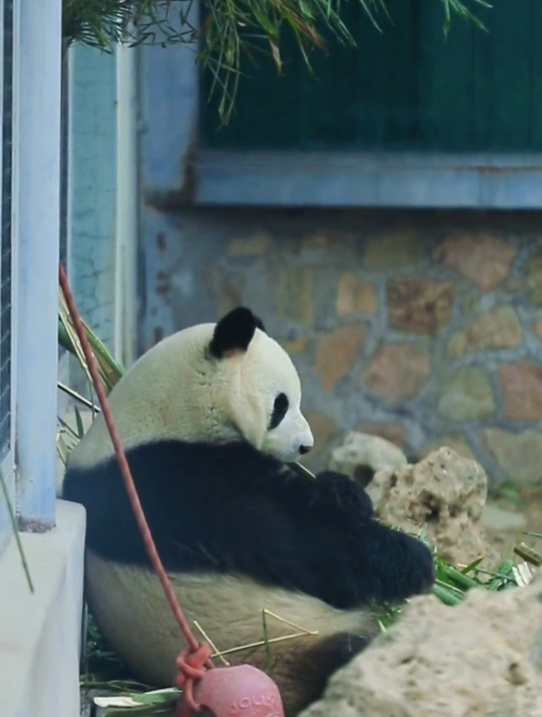 大熊猫为什么是食肉动物呢