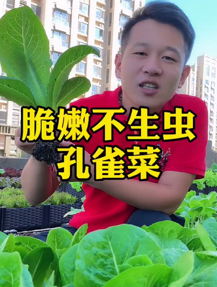 这个青菜不生虫是因为它富含丰富的莴苣素,常吃对睡眠好