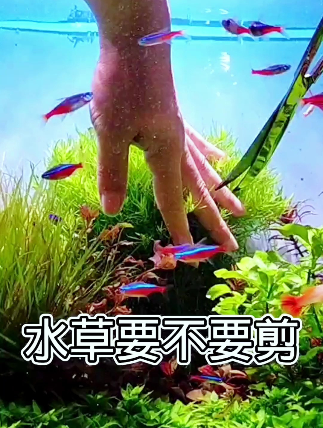 水草到底要不要修剪?资深草缸玩家来为你解惑!