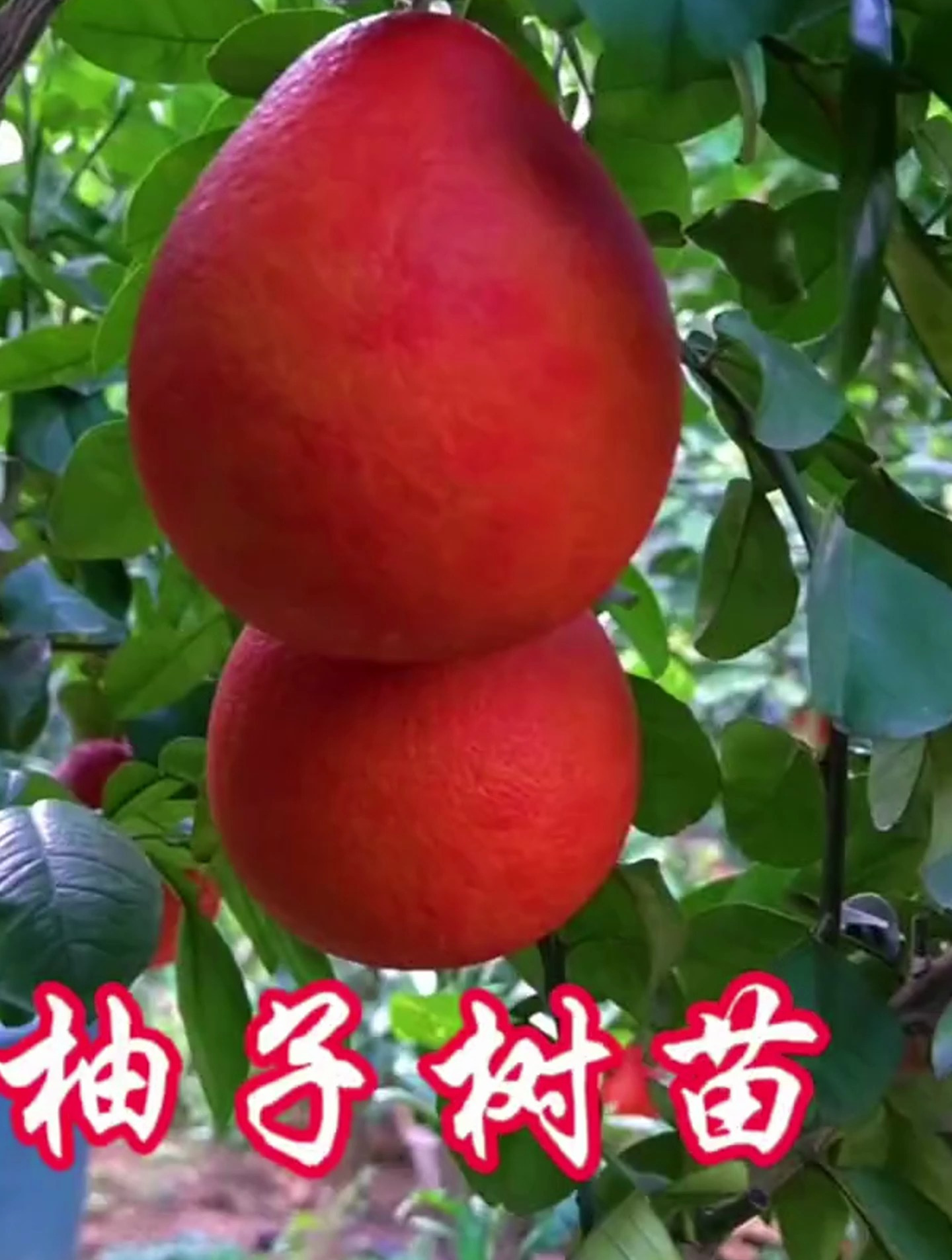 柚子新品种泰国红柚,易种植好管理,南北方都能种植
