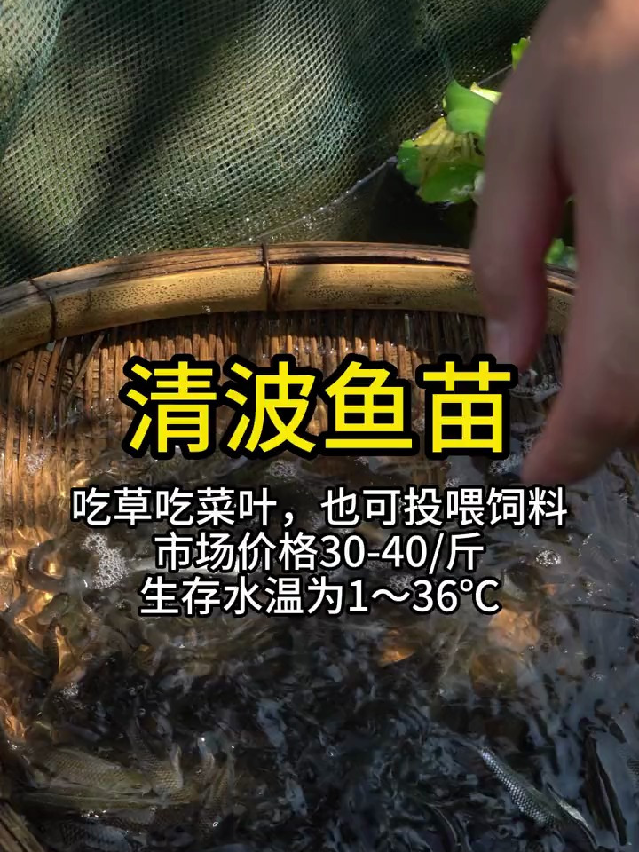 清波鱼又叫乌鳞,喜食青苔、水草、菜叶子等草植类