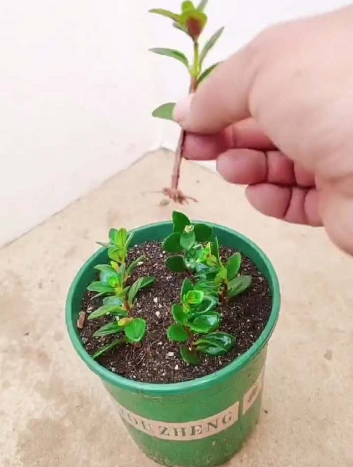 金鱼吊兰该如何正确扦插呢?