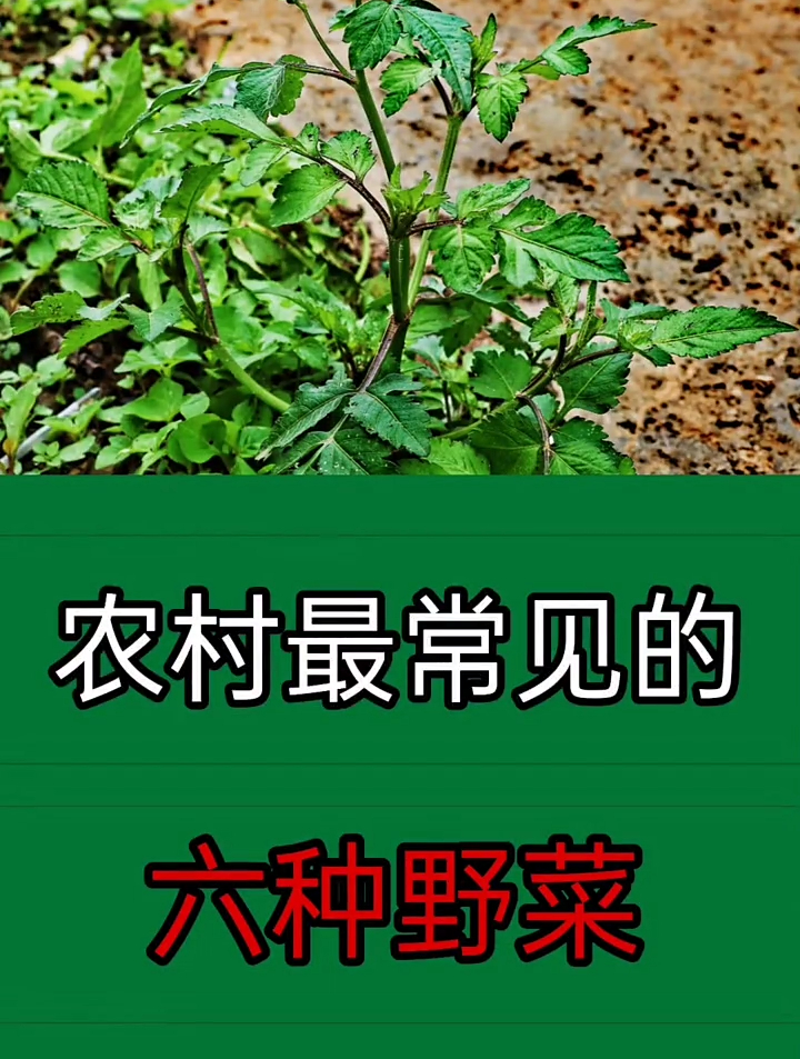 农村最常见的六种野菜,你知道吗