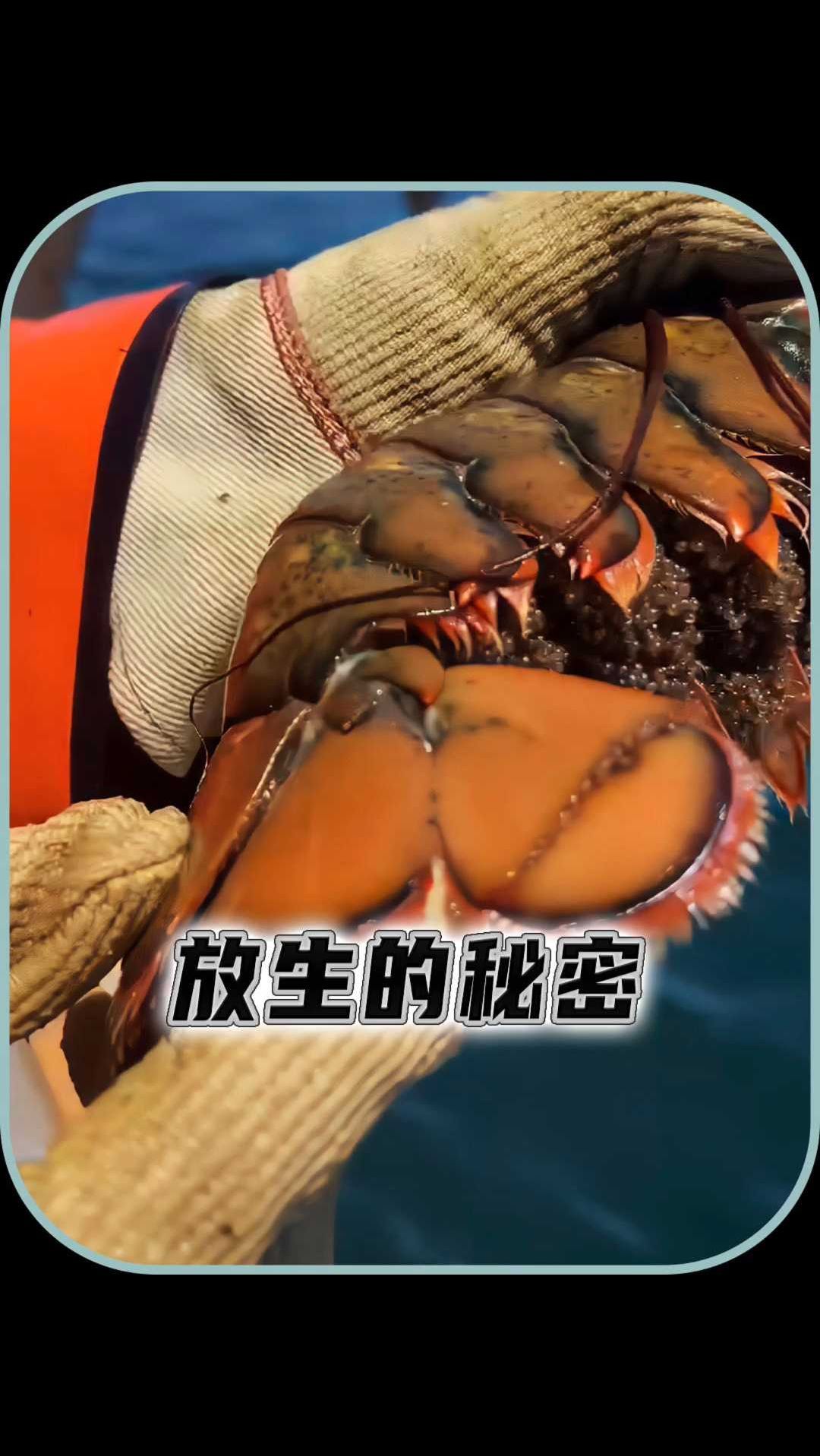 捕捉到的大龙虾为什么要放生呢?