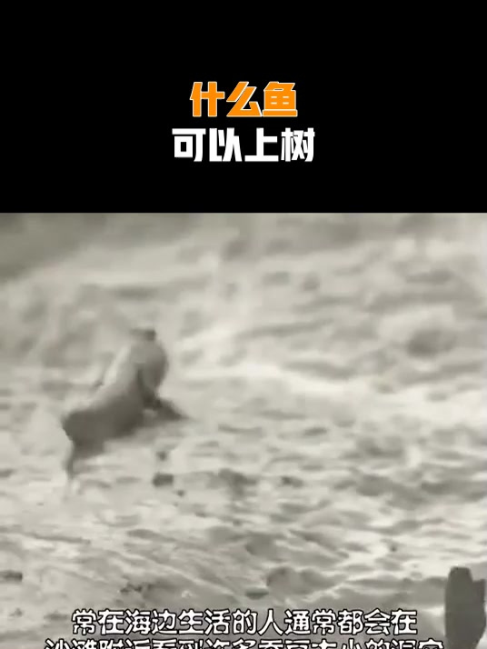 什么鱼,可以上树
