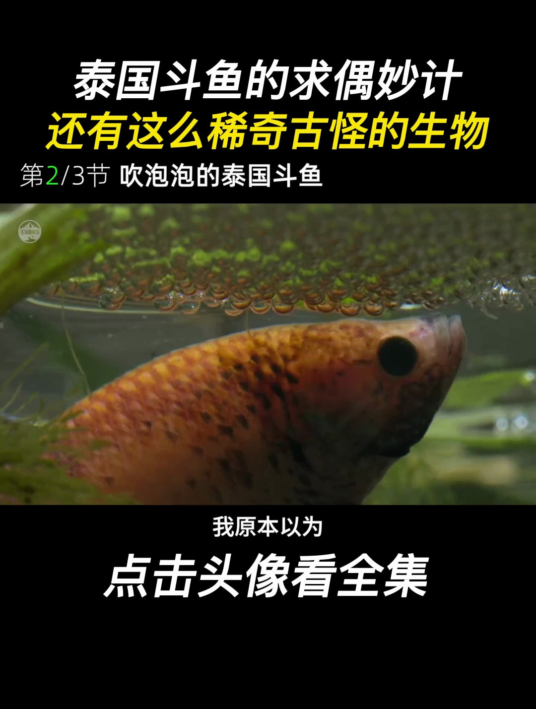 泰国斗鱼的求偶妙计