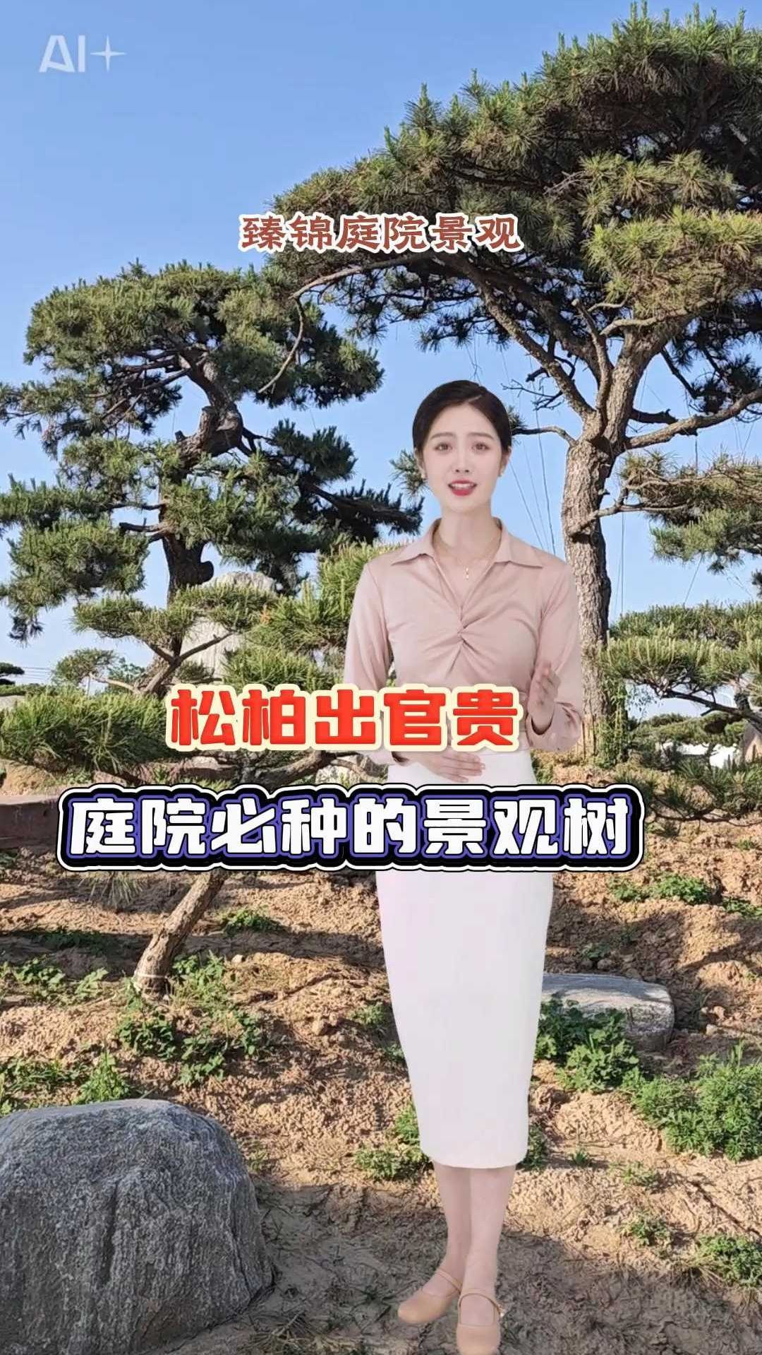 松柏出官贵,庭院必种的景观树