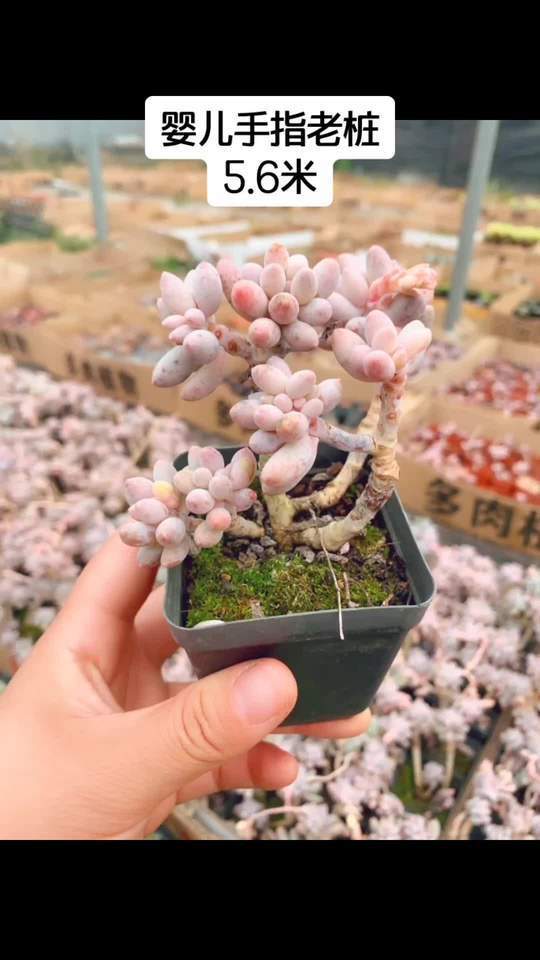 婴儿手指,多肉老桩