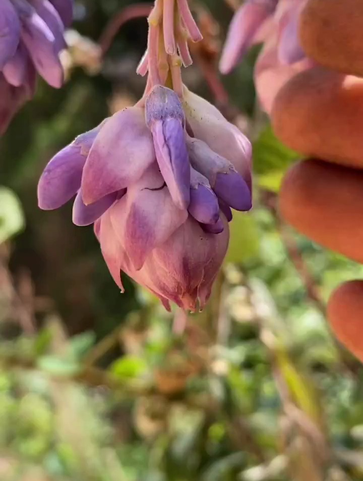 农村生活:评论区告诉我你都吃过几种野菜野花!