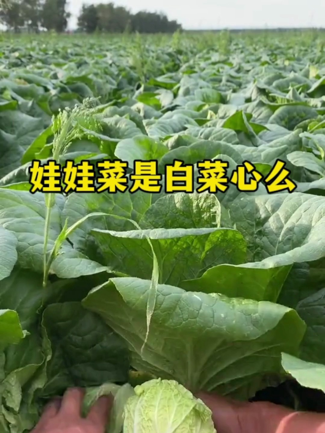 原来娃娃菜就是白菜芯啊