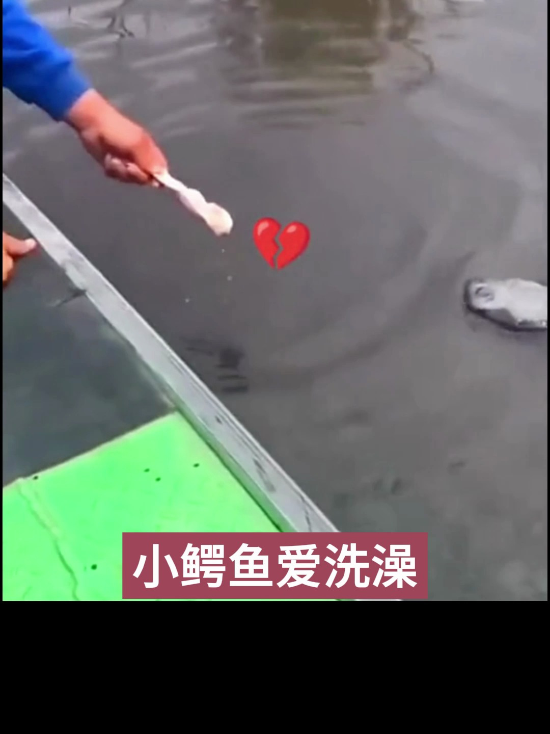 小鳄鱼爱洗澡洗澡