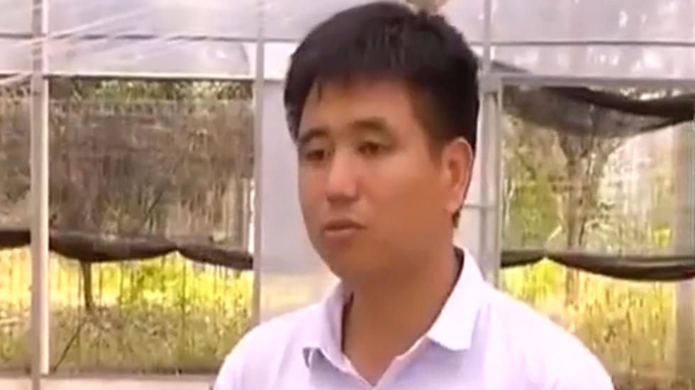多肉的叶子里储存了大量水分 在夏季处于休眠期 只要浇一两次水