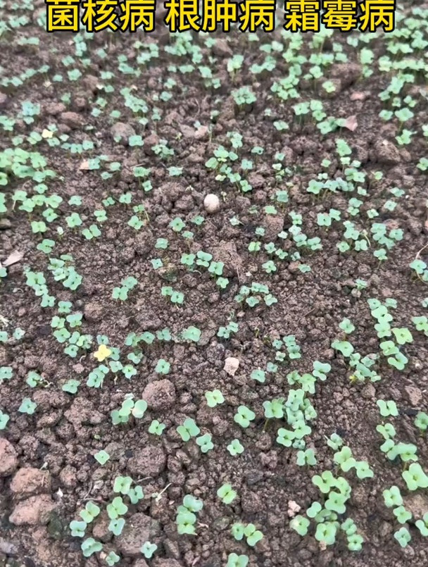 油菜病害防治要趁早,苗期提前防治